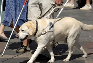 Emitieron Dictamen para la Ley Nacional de Perros GuÃ­a en Argentina
